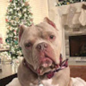 Meet your Posher, Austin